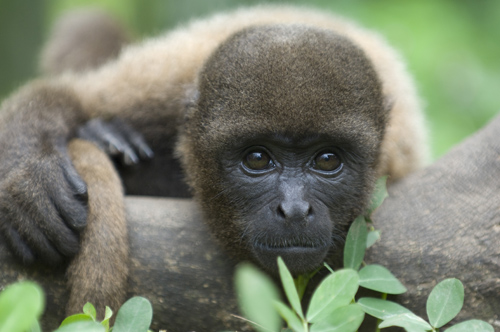 Wooley Monkey, Ecuador