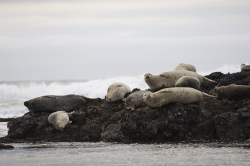 Harbour Seal, California